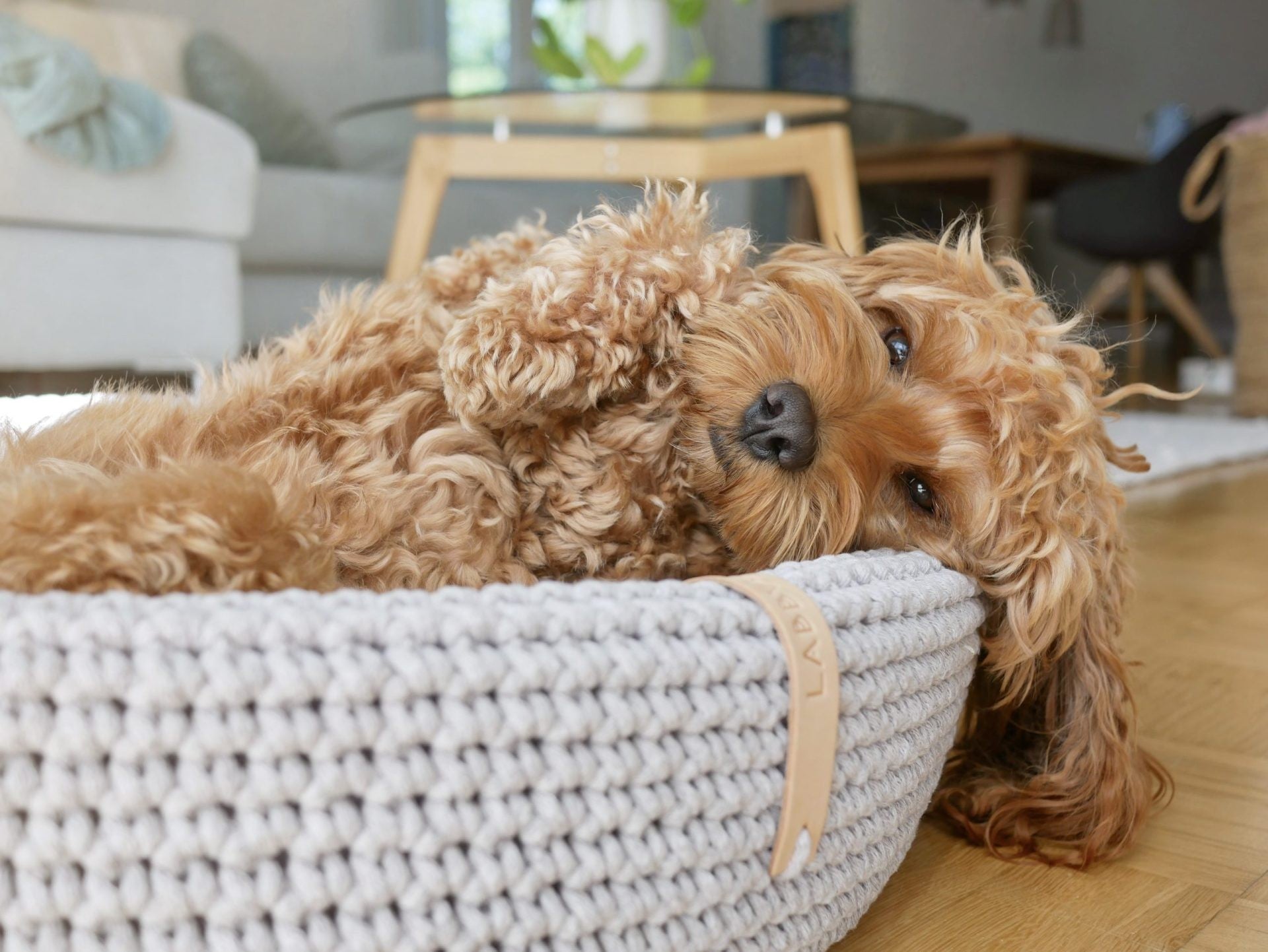 Coco Dog/Cat Bed - Beige